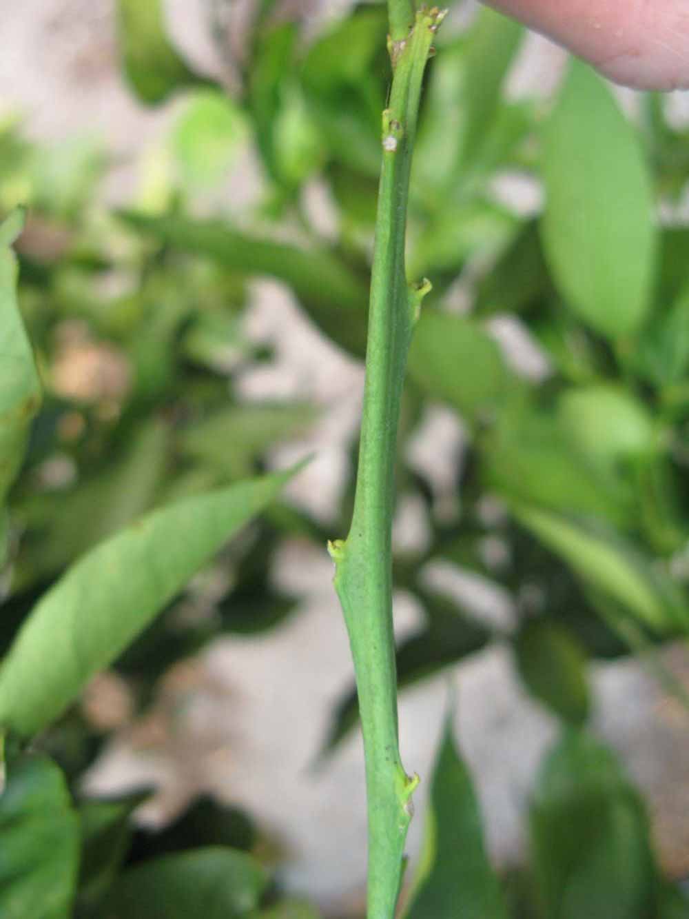              First year twig (Winter Haven, FL)       